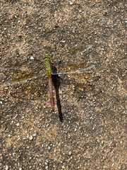 Anax parthenope julius