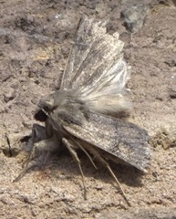 Xestia xanthographa