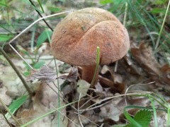 Suillellus luridus
