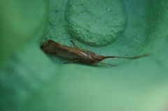 Limnephilus lunatus