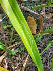 Ophiomyia kwansonis