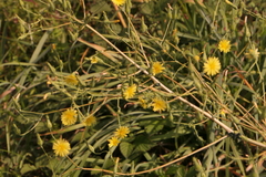 Lactuca virosa