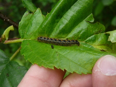 Malacosoma californica
