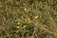 Lactuca virosa