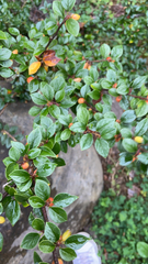 Cotoneaster horizontalis