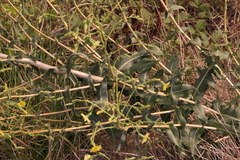 Lactuca virosa