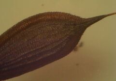 Lactuca virosa