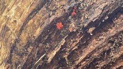 Metatrichia vesparium