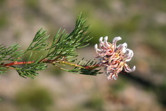 Serruria gremialis