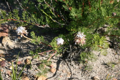 Serruria gremialis