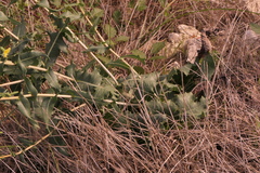 Lactuca virosa