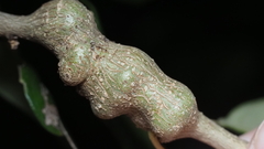 Callirhytis quercusbatatoides
