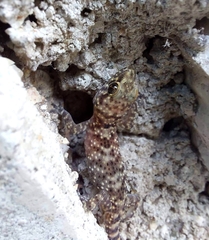 Hemidactylus turcicus