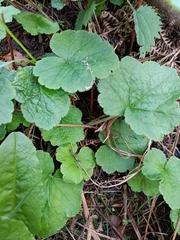 Magnoliopsida