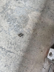 Camponotus