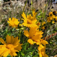 Coreopsis lanceolata
