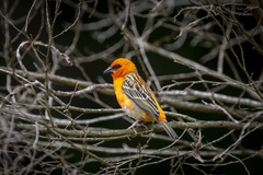 Foudia madagascariensis