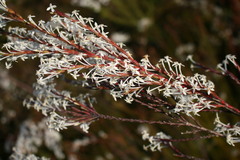 Struthiola dodecandra