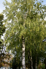 Betula