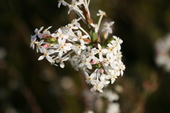 Struthiola dodecandra