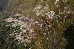 Struthiola dodecandra
