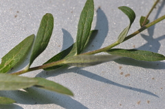 Eucephalus ledophyllus