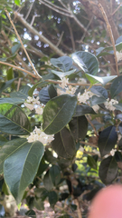 Osmanthus fragrans