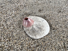 Paraconcavus pacificus