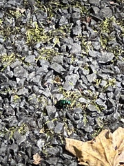 Cicindela sexguttata