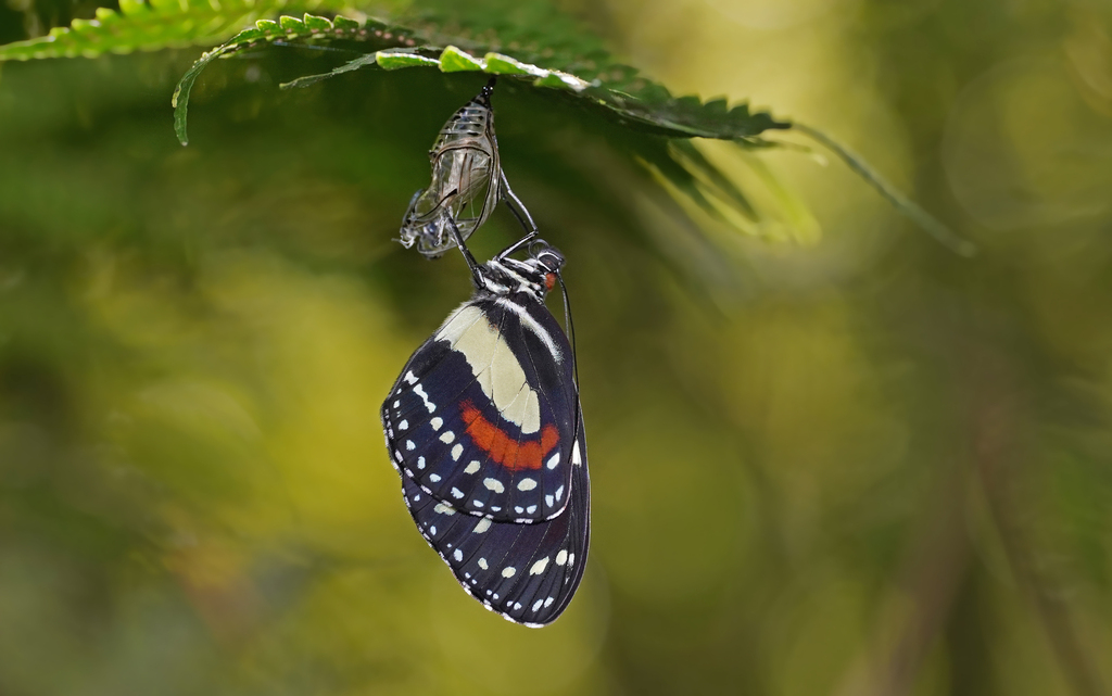 Elzunia regalis