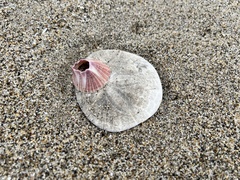 Paraconcavus pacificus