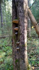 Phellinus populicola