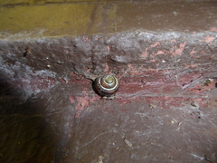 Cepaea