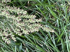 Artemisia vulgaris