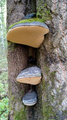 Phellinus populicola