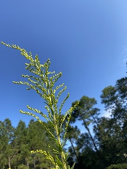 Solidago rugosa