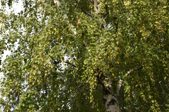 Betula