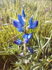 Lupinus angustifolius