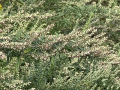 Artemisia vulgaris