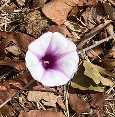 Ipomoea bolusiana