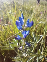 Lupinus angustifolius