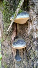 Phellinus populicola