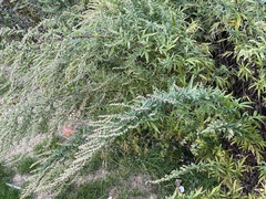 Artemisia vulgaris