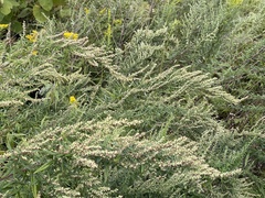 Artemisia vulgaris