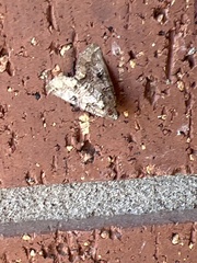 Eubolina impartialis