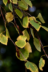 Betula