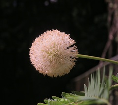 Leucaena