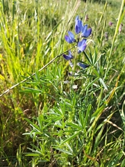 Lupinus angustifolius