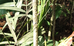 Prodasineura collaris