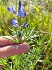 Lupinus angustifolius